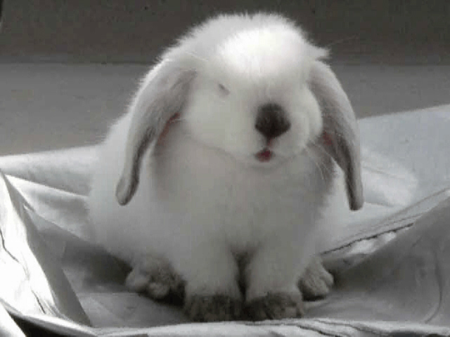 Index of /files/Video/funny/animals Index of /files/Video/funny/animals